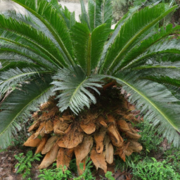 Bread Palm (Encephalartos sclavoi) 