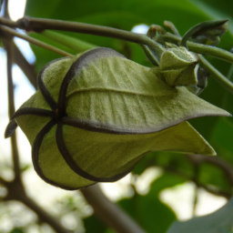 Chiangiodendron mexicanum