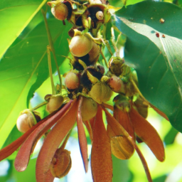 Dipterocarpus perakensis