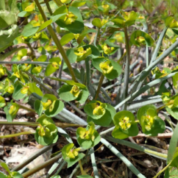 Euphorbia cap-saintemariensis