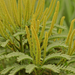 Horsfieldia samarensis