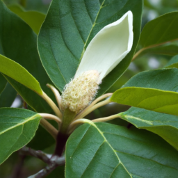 Magnolia (Magnolia yarumalense) 