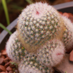 Mammillaria guillauminiana