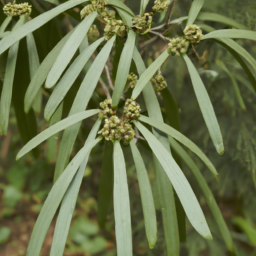 Osmoxylon chrysanthum