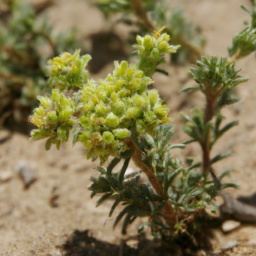 Phylloxylon arenicola