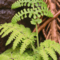 Twinsorus Fern (Diplazium molokaiense) 