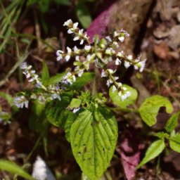 White-rayed Pentachaeta