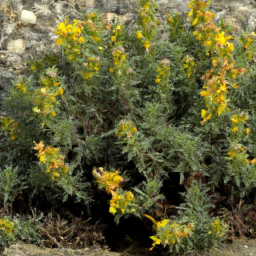 Zygophyllum darvasicum