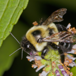 American bumble bee