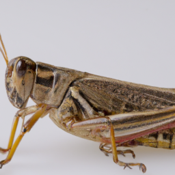 American grasshopper