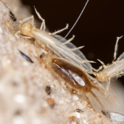 Angora goat biting louse