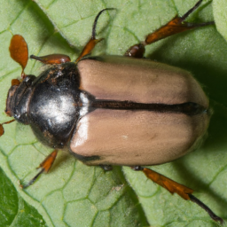 Asiatic garden beetle