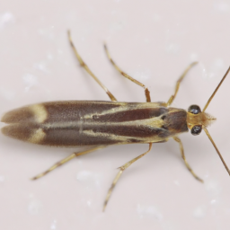 Asiatic rice borer