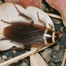 Australian cockroach