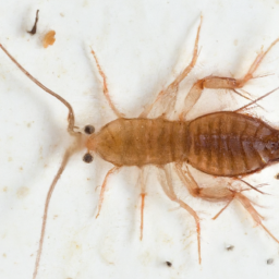 Australian rat flea