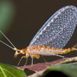 Barber brown lacewing