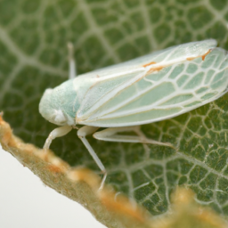 Beardsley leafhopper