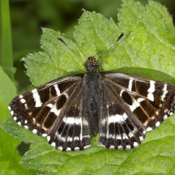 Blackburn butterfly