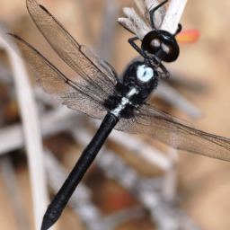 Blackburn dragonfly