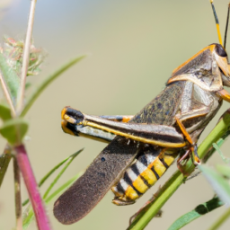 Carolina grasshopper