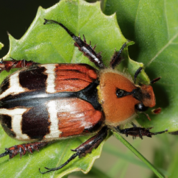 Chinese rose beetle