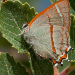 Colorado hairstreak