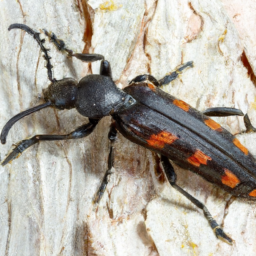 Douglas-fir beetle