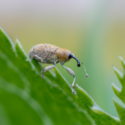 European elm flea weevil