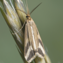 European grain moth