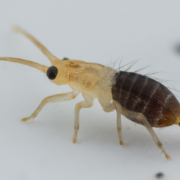 European mouse flea