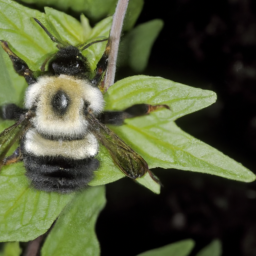 Franklin bumble bee