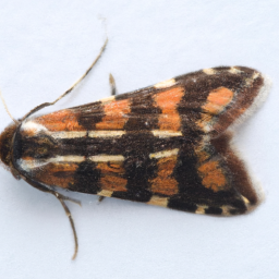 Zimmerman pine moth