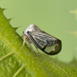 alder spittlebug