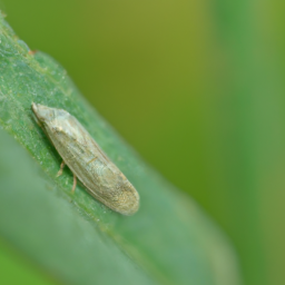 alfalfa leaftier