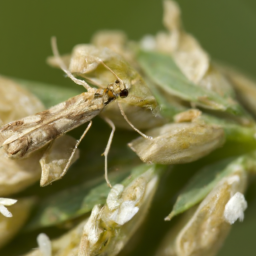 alfalfa webworm