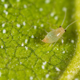 apple grain aphid