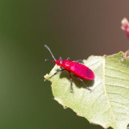 apple red bug