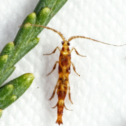 arborvitae leafminer