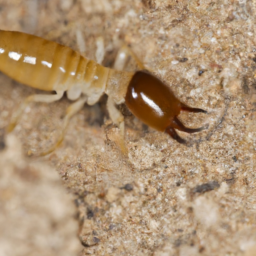 arid land subterranean termite