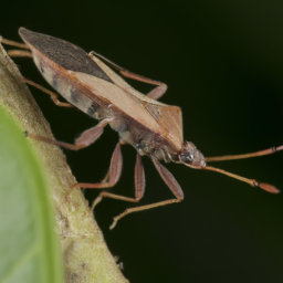 ash plant bug