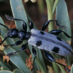 ashgray blister beetle