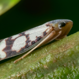 aster leafhopper