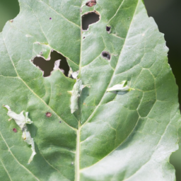 aster leafminer