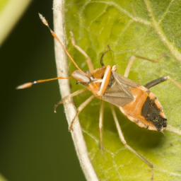 azalea plant bug