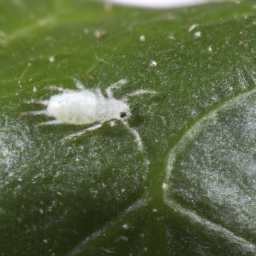 azalea white mite