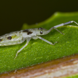 balsam twig aphid