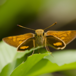 banana skipper