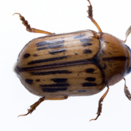 banded elm bark beetle