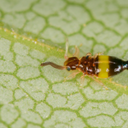 banded greenhouse thrips