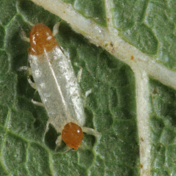 basswood leafminer